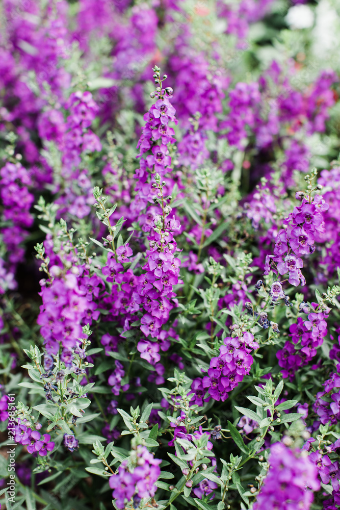 Purple Flowers Purple Flowers