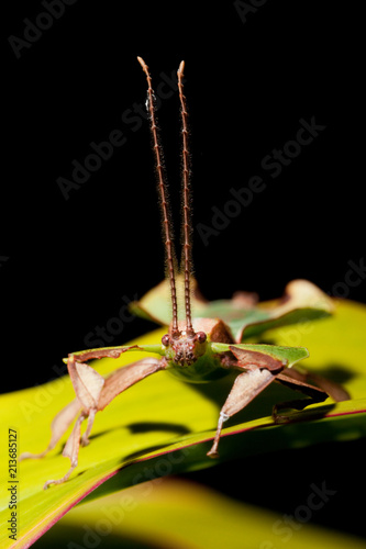 Stick Insect at night, Mulu National Park