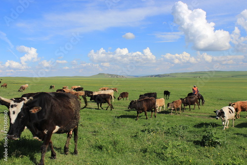 cattle in georgia