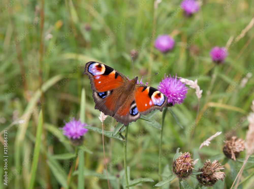Red Admiral Butterfly