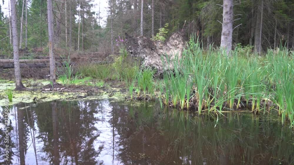 Marsh in a forest on a rainy day in summer 4k Marsh in a forest on a rainy day in summer 4k