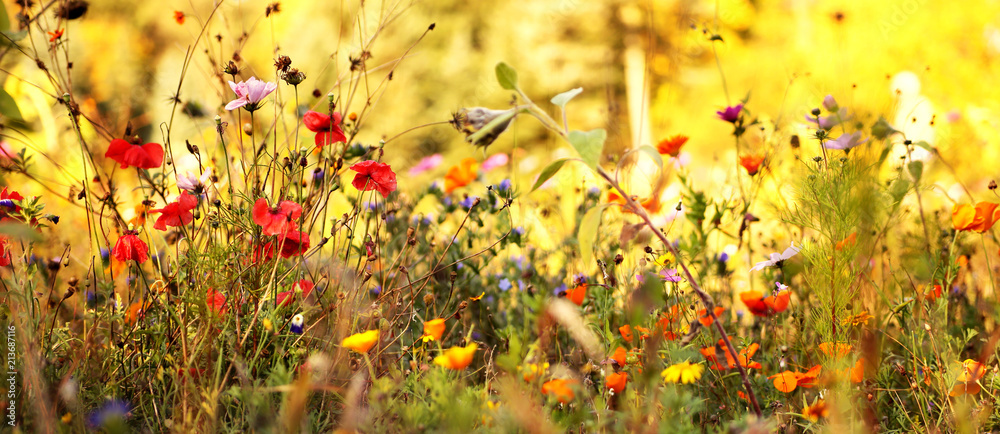 Obraz premium Łąka Wildflower późnym latem