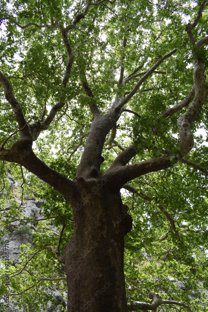 Nature Nature