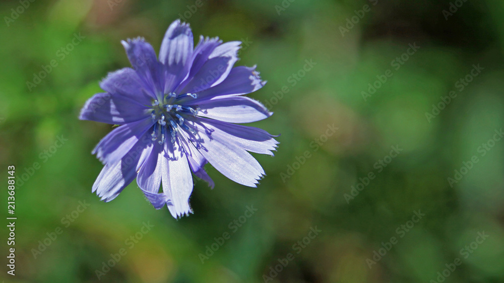 Fototapeta premium Purple flower