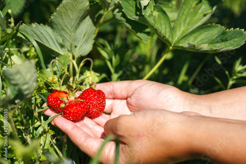 fresh red strawberry. Strawberry harvest. Summertime photo