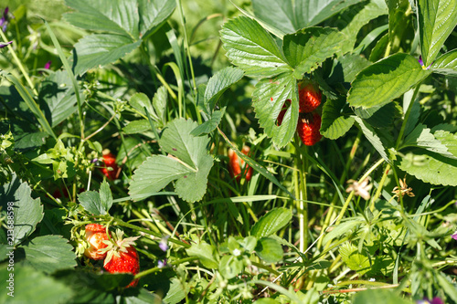 Foto fresh red strawberry. Strawberry harvest. Summertime photo