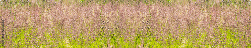long seamless grass field landscape long seamless grass field landscape