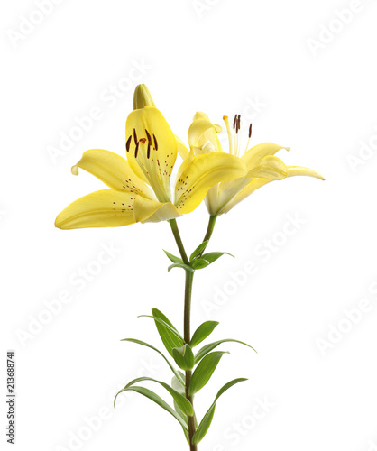 Beautiful blooming lily flowers on white background