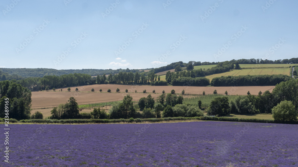Obraz premium English Lavender fields in Kent 