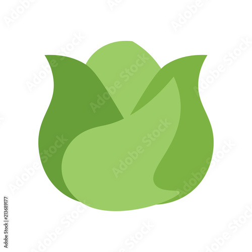 Lettuce icon vector sign and symbol isolated on white background, Lettuce logo concept