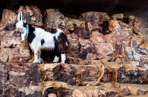 Mountain Goat with his mouth openly looks into the camera. photo