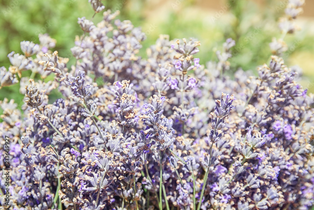 Obraz premium Blooming lavender flowers outdoors on sunny day, closeup