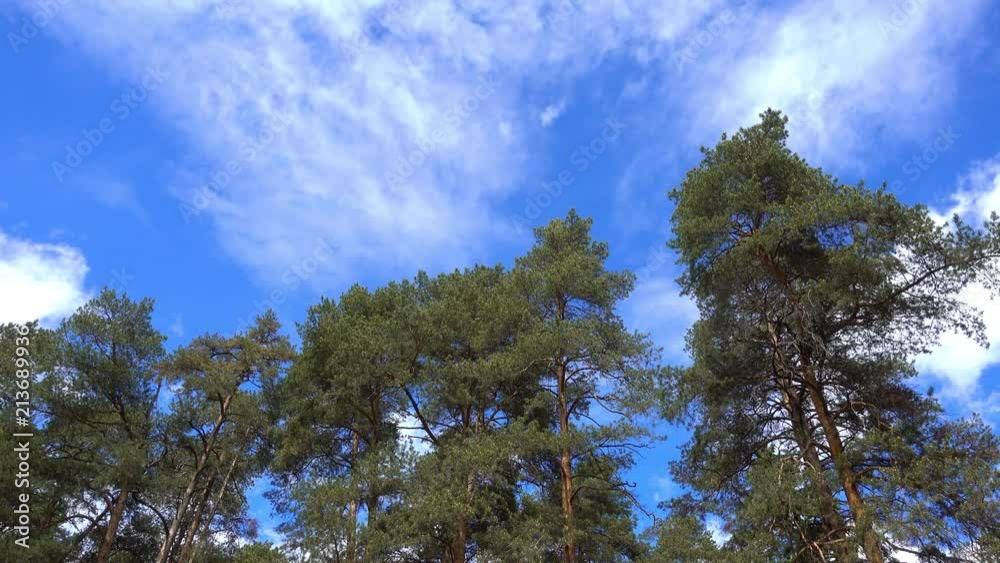 Pine forest against the blue sky.