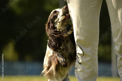 Russian hunting spaniel. Young energetic dog on a walk. Puppies education, cynology, intensive training of young dogs. Walking dogs in nature.