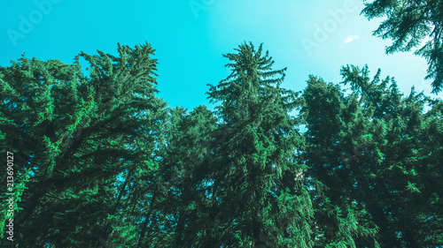 View of high pine trees from below against a blue sky © domarevatanya