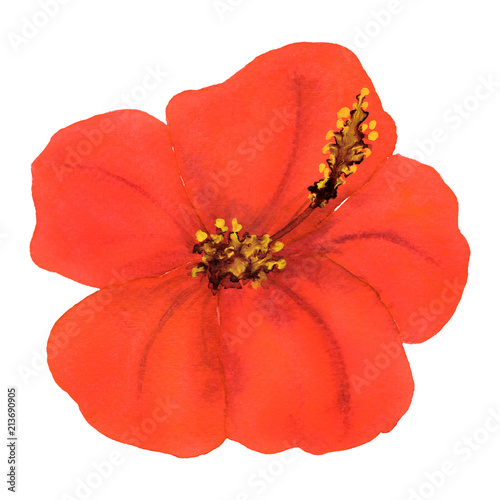 Hibiscus hand draw floral botanical graphic isolated watercolor