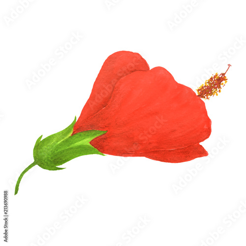 Hibiscus hand draw floral botanical graphic isolated watercolor
