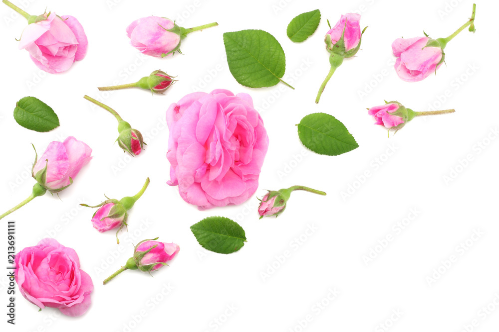 Pink rose flowers isolated on white background. top view