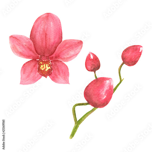 Orchids hand draw floral botanical graphic isolated watercolor i