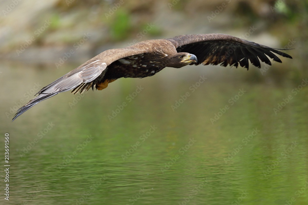 Fototapeta premium White tailed eagle in flight
