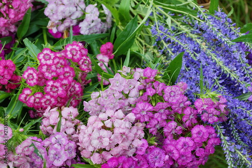carnations multi-colored background red pink white close-up