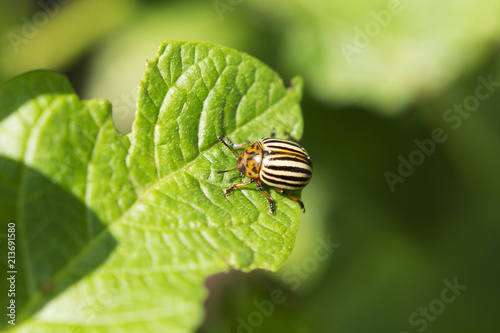 Colorado potato beetle on a potato leaf close-up.