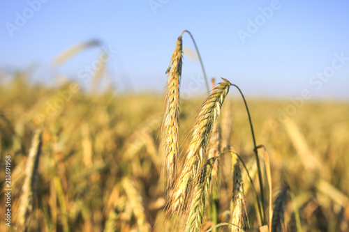 Yellow ripe ears of rye on a rye field against a blue sky background.