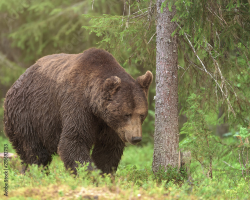 Big male Brown Bear (Ursus arctos) walking in deep green finnish forest © Juha Saastamoinen