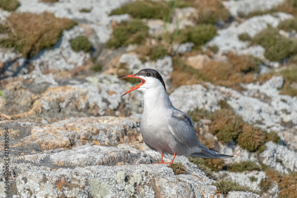 Obraz premium Common Tern (Sterna hirundo) sits on granite boulder