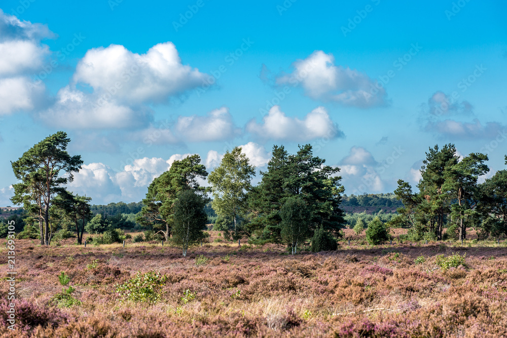 Panoramic view on a big heath field with trees growing and forest in the background