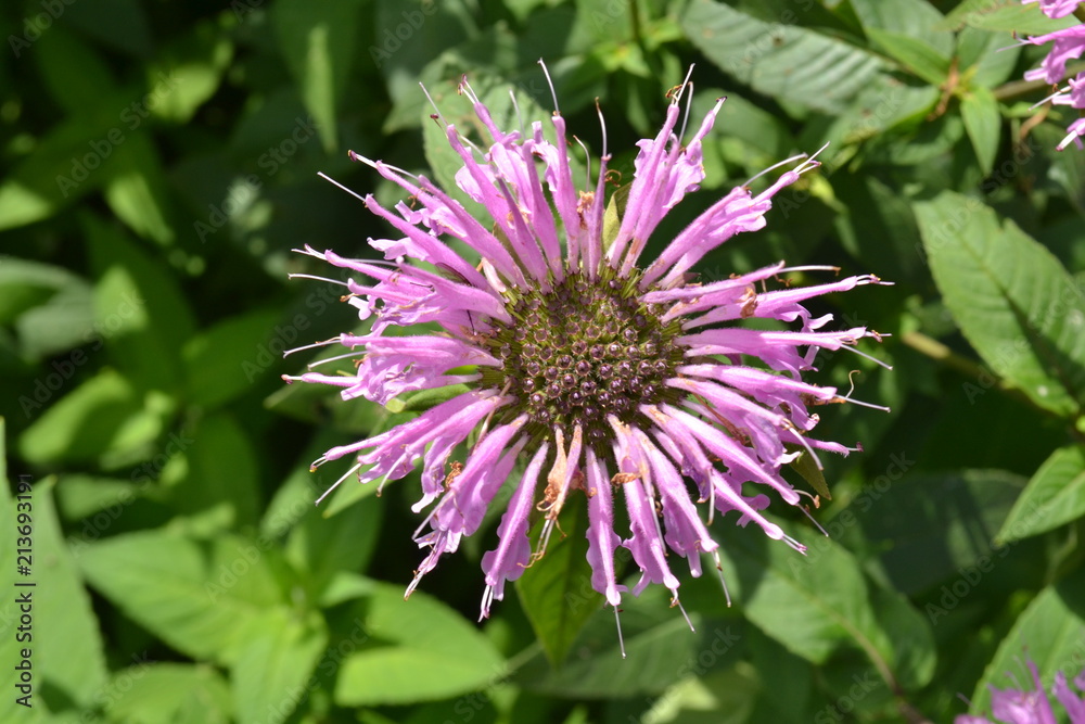 monarda in bloei in de stadstuin in de zomer monarda in bloei in de stadstuin in de zomer