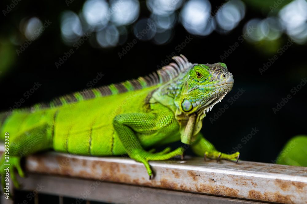 color lizard color lizard