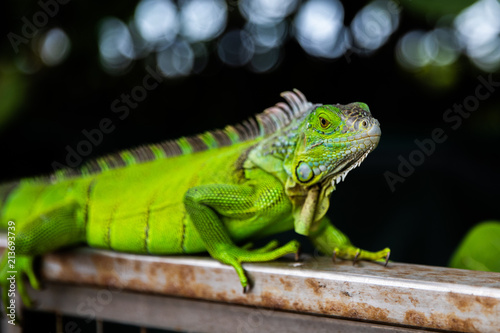 color lizard
