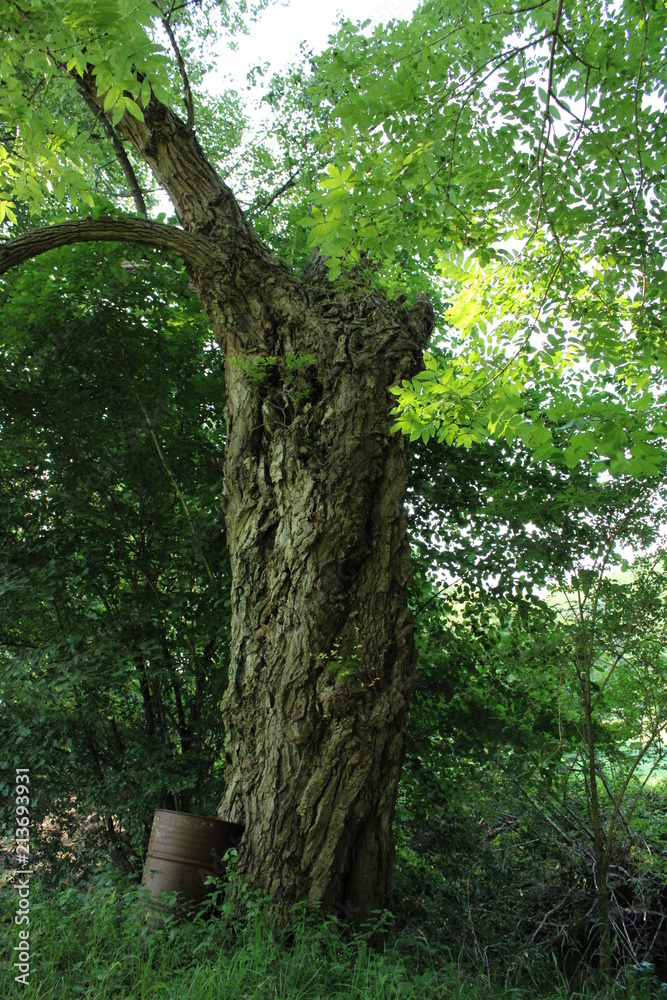 Fototapeta premium Arbre courbé baril