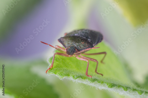 The bug the green tree shield Palomena prasina sits on the leaf © andrei310