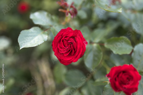 Beautiful valentine single red rose in full bloom against a lush green background in a traditional English garden