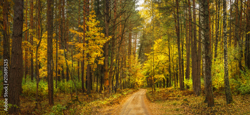 Autumn forest landscape. Amazing vibrant panoramic view on yellow forest in october. Fall