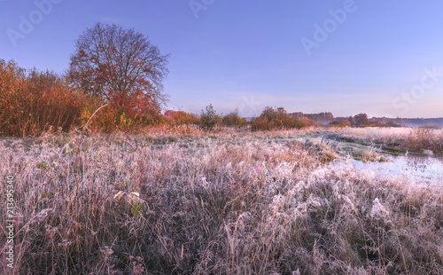 Autumn nature landscape with hoarfrost on grass in the november morning with clear blue sky. Red leaves of tree falling on cold ground. Wild autumn nature in Belarus. Fall.