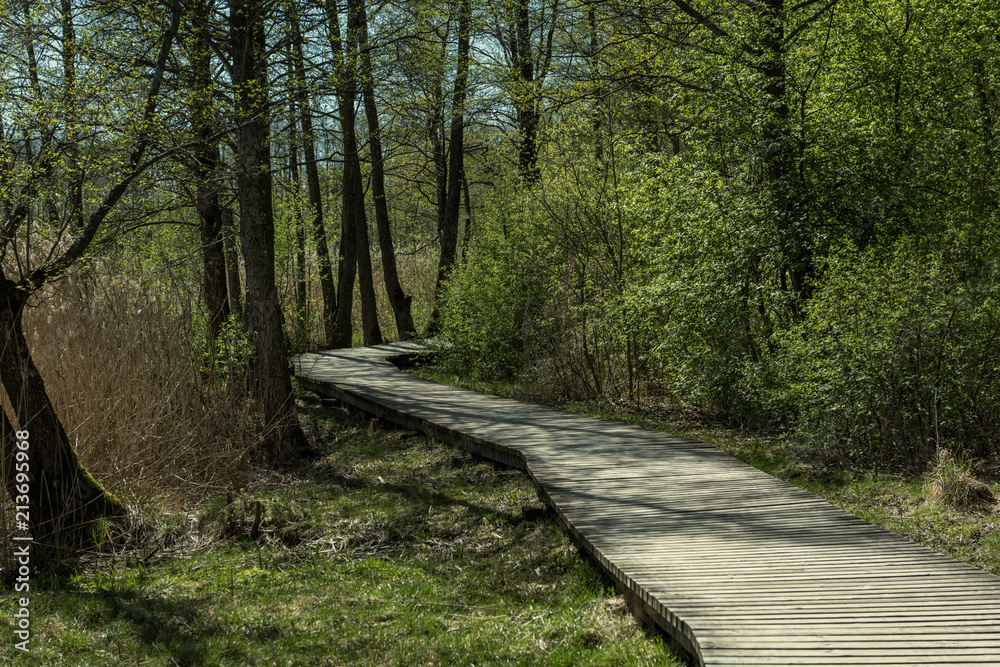 Obraz premium wooden footpath boardwalk in the bog swamp area