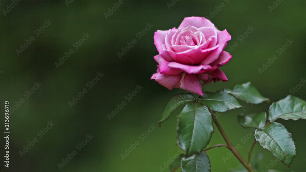 Rose Rose