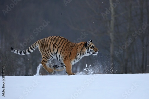 Siberian tiger in snow