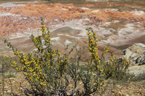 Siberian pea shrub (Caragana arborescens) on multicolored red, orange and yellow striped hills under the bright blue sky in Kiin-Kerysh (Valley of Spirits) Eastern Kazakhstan