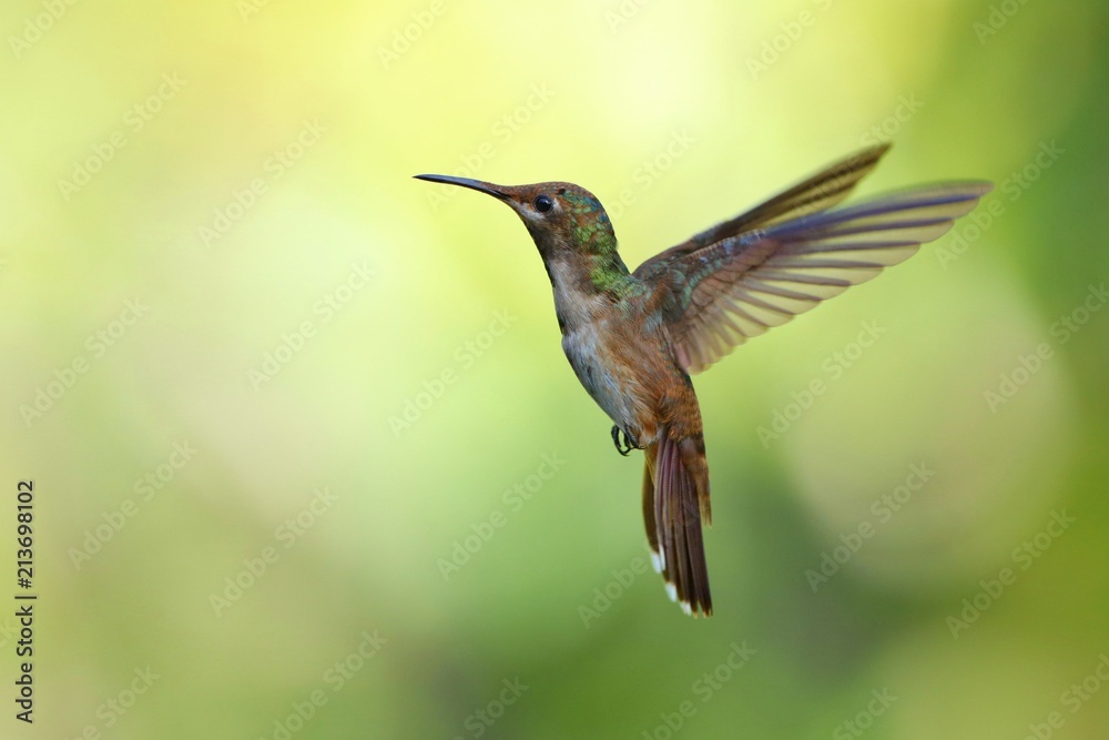 Fototapeta premium Hummingbird flying next to beautiful flower, Costa Rica. Wildlife scene from nature. Birdwatching in South America, Trinidad, Tobago.