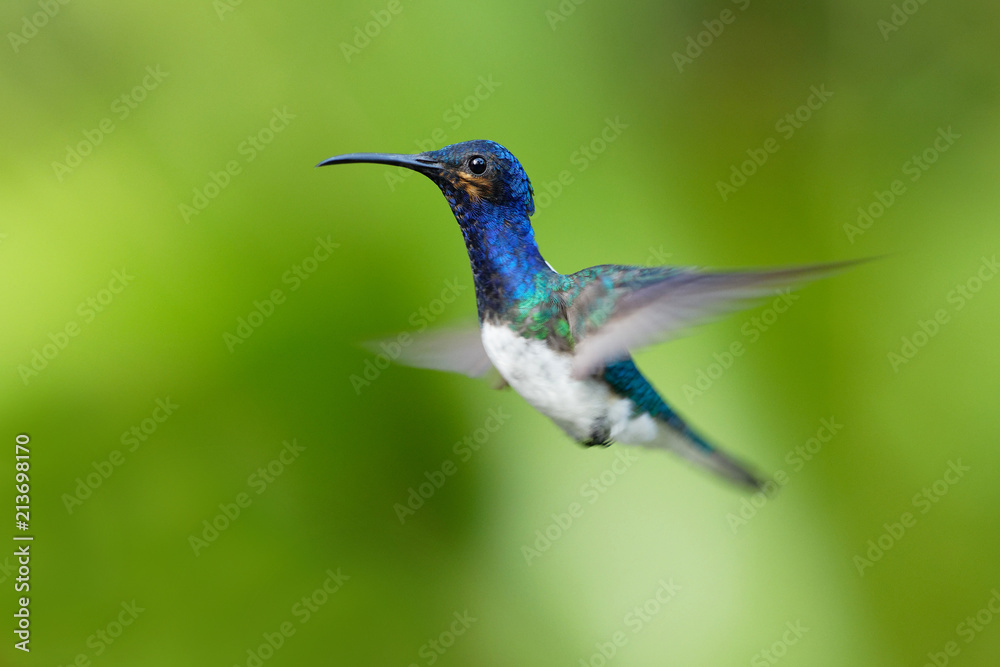 Obraz premium Hummingbird flying next to beautiful flower, Costa Rica. Wildlife scene from nature. Birdwatching in South America, Trinidad, Tobago.