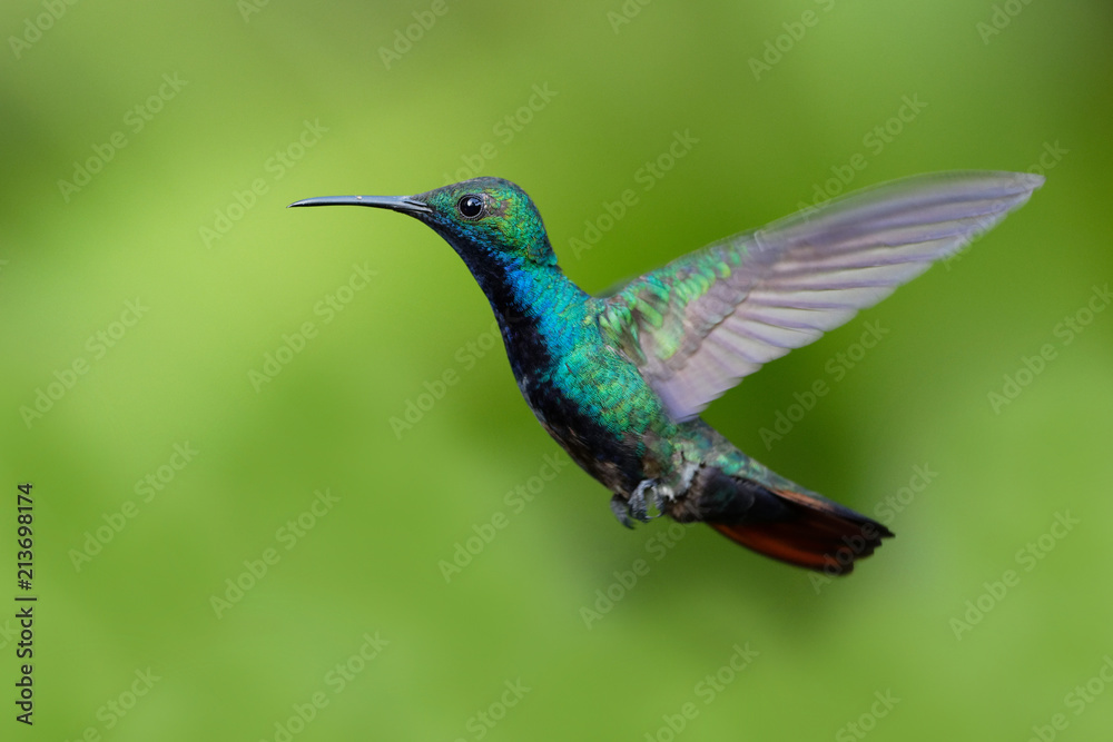 Hummingbird flying next to beautiful flower, Costa Rica. Wildlife scene from nature. Birdwatching in South America, Trinidad, Tobago. Hummingbird flying next to beautiful flower, Costa Rica. Wildlife scene from nature. Birdwatching in South America, Trinidad, Tobago.