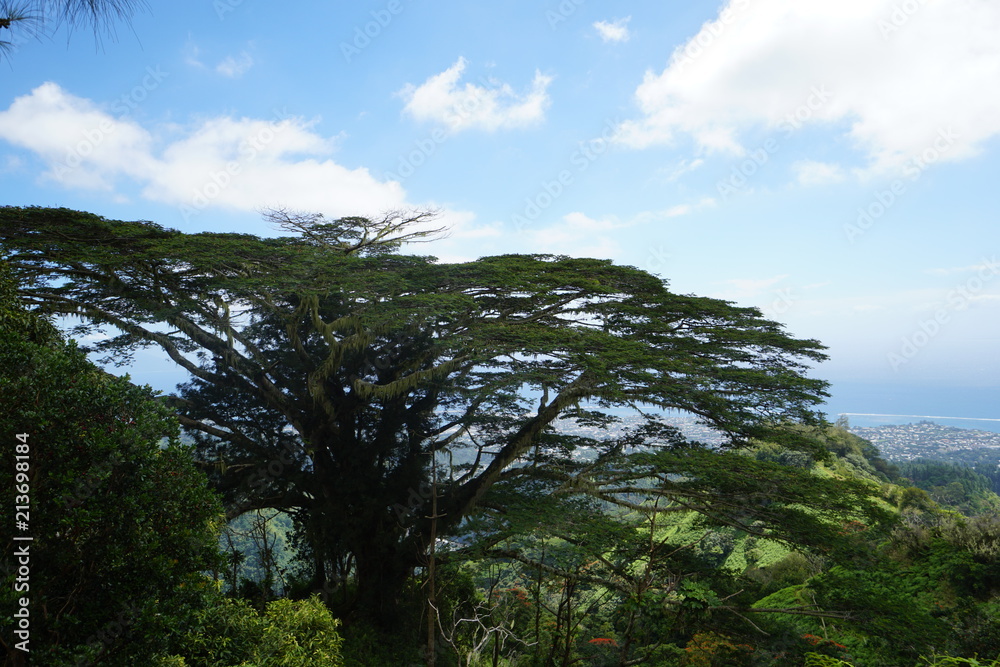 Obraz premium arbre tropicale