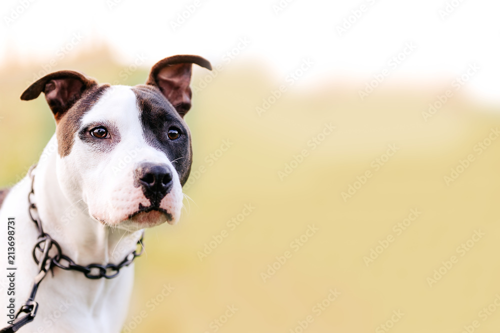 American staffordshire terrier, amstaff, stafford , copy space
