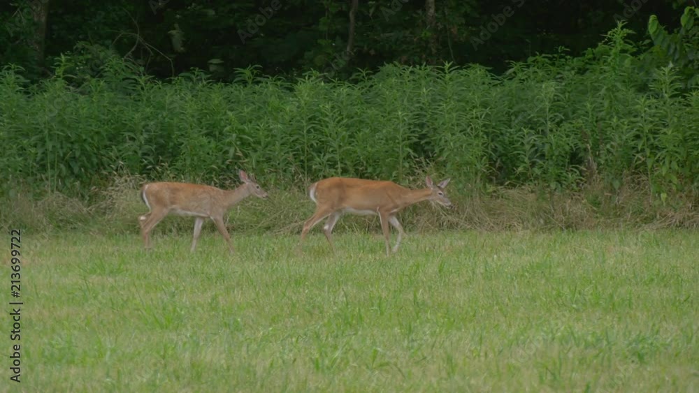 Whitetail deer walking in a field Whitetail deer walking in a field