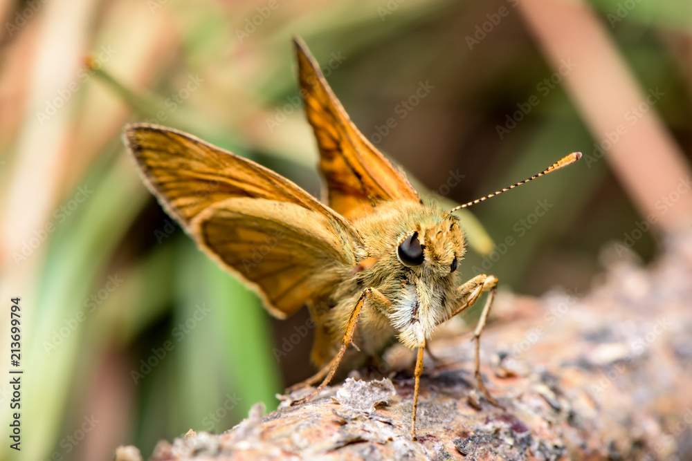 Obraz premium The Essex skipper (Thymelicus lineola) - orange butterfly in family Hesperiidae - European skipper - closeup