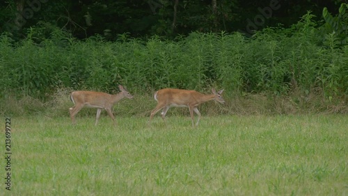 Whitetail deer walking in a field